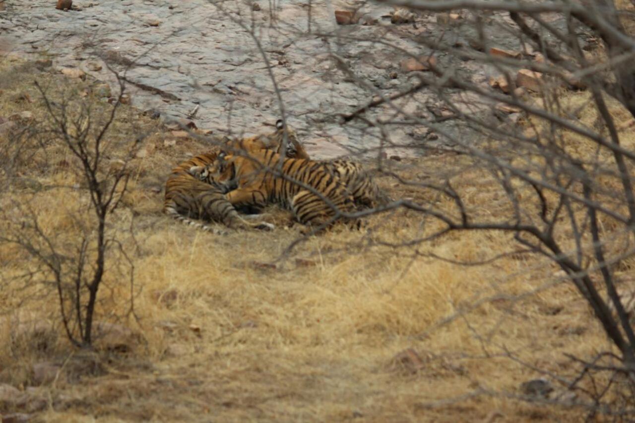 Hotel Tiger Regency Resort Sawai Madhopur Exteriör bild
